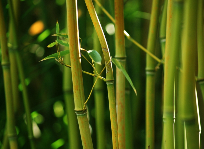 Bamboo Extract